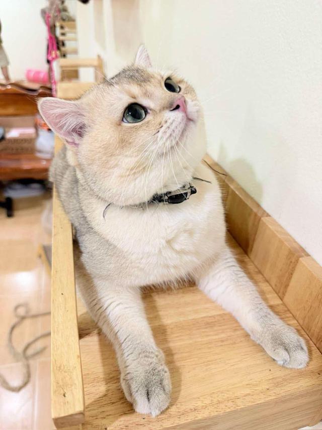 หนุ่มบริติชสุดหล่อ