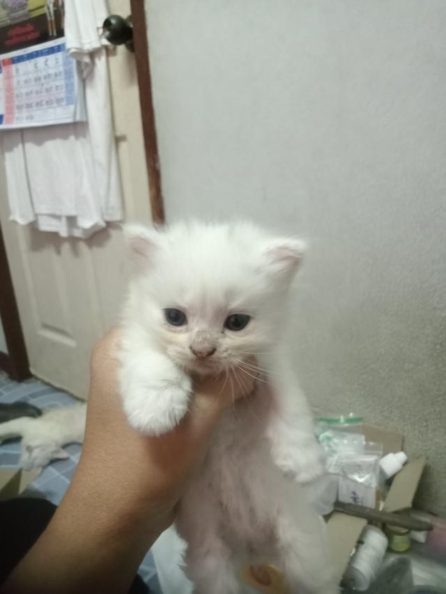 ลูกแมว ธ์ผสม เปอร์เชีย+สกอตติช รูปย่อยที่ 2