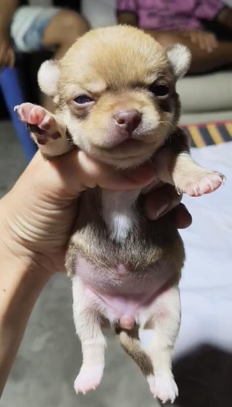 เปิดจองชิวาว่าเเท้ขนสั้น  หญิง 4500