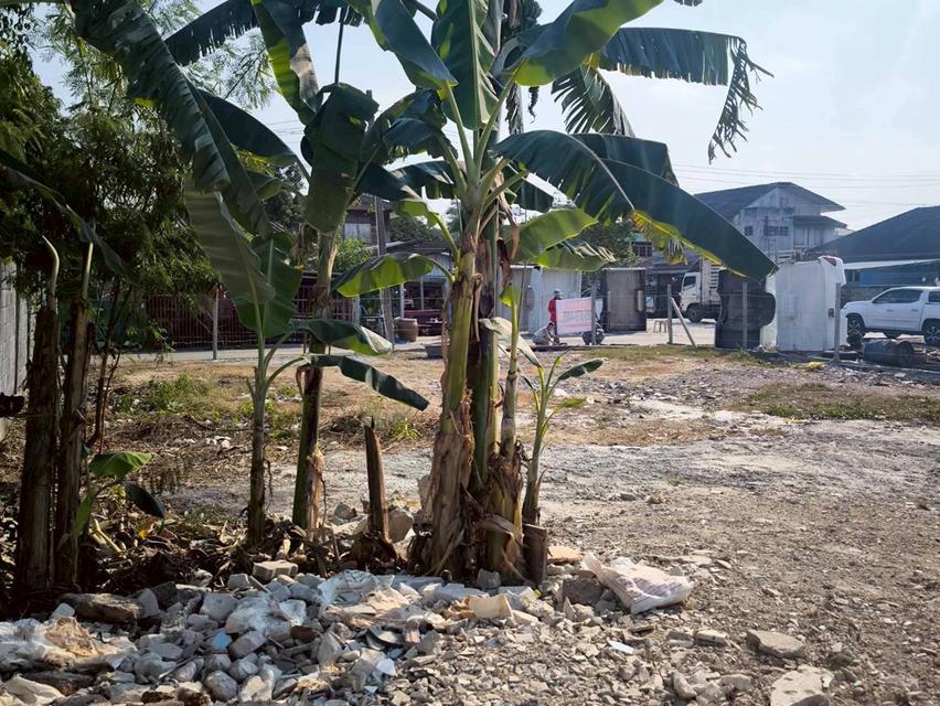 ขายที่ดินใกล้วัดอุดมรังสี 174 ตรว  ติดถนนคอนกรีต สาธารณะ ซ.เพชรเกษม 79 แยก 6  เขตภาษีเจริญ กทม. 4