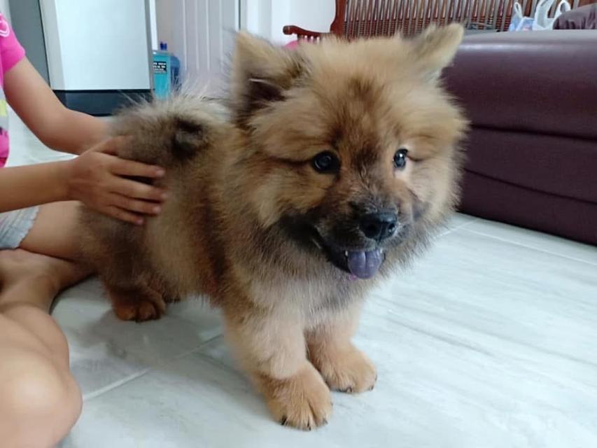 ลูก Chow Chow สีน้ำตาลช็อกโกแลต 3