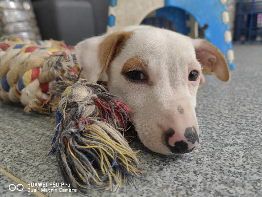 ลูกสุนัขแจ็ครัสเซล 7