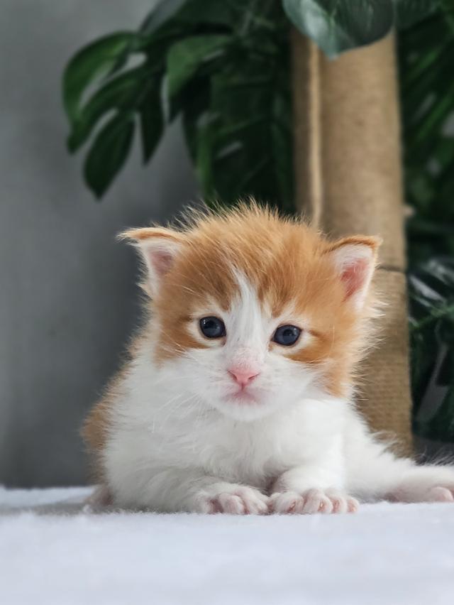 ลูกแมวเมนคูน แท้
