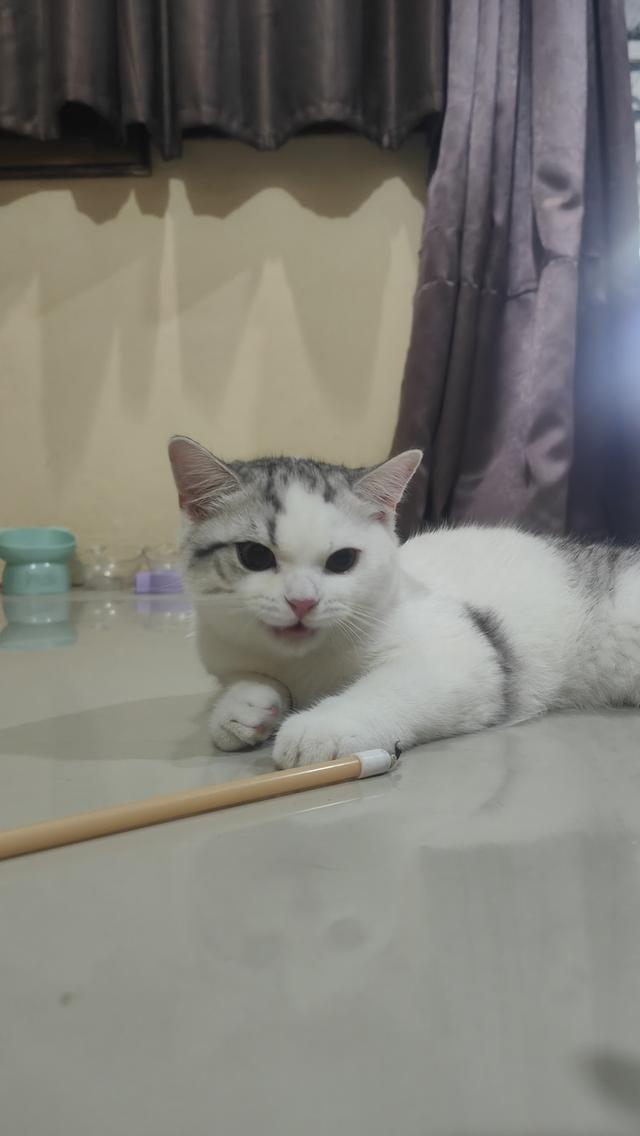 Scottish Fold (boy) 4