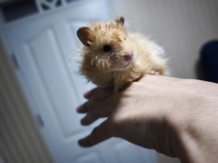 Giant Hamster หน้าหมี