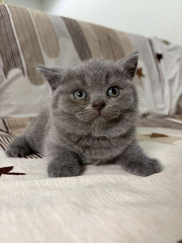 British shorthair WCF 8
