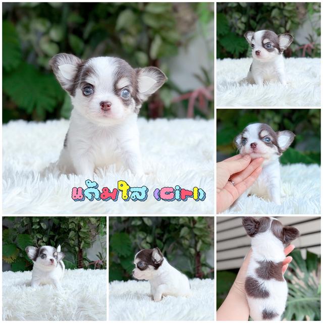 Chihuahuaขนยาวพันธุ์แท้ รูปที่ 2