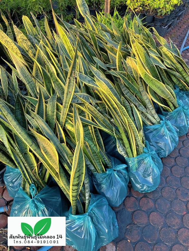 ลิ้นมังกร ลิ้นมังกรขอบทอง รูปที่ 5