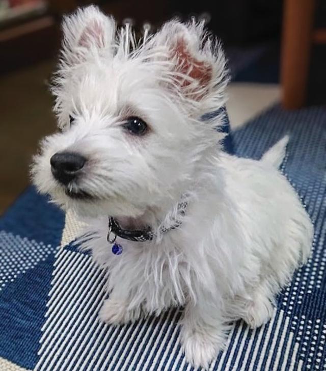 ขายสุนัขพันธุ์ West Highland White Terrier เกรดเลี้ยงเล่น