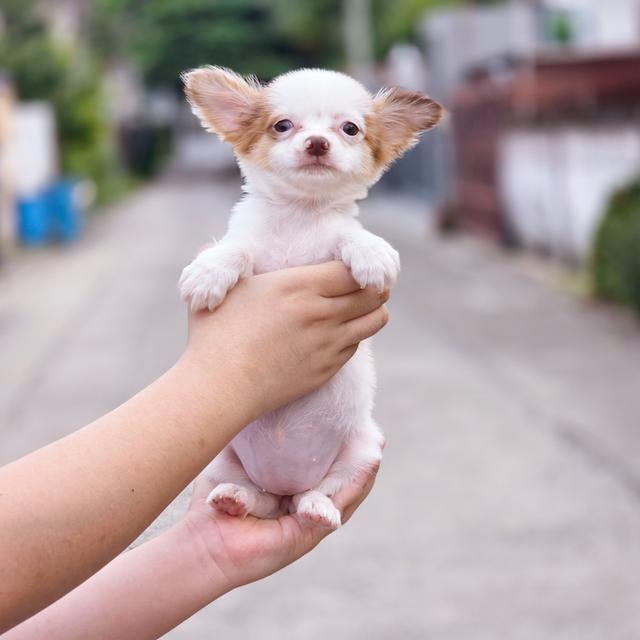 น้องถุงทองชิวาวาขนยาวเพศเมีย 7