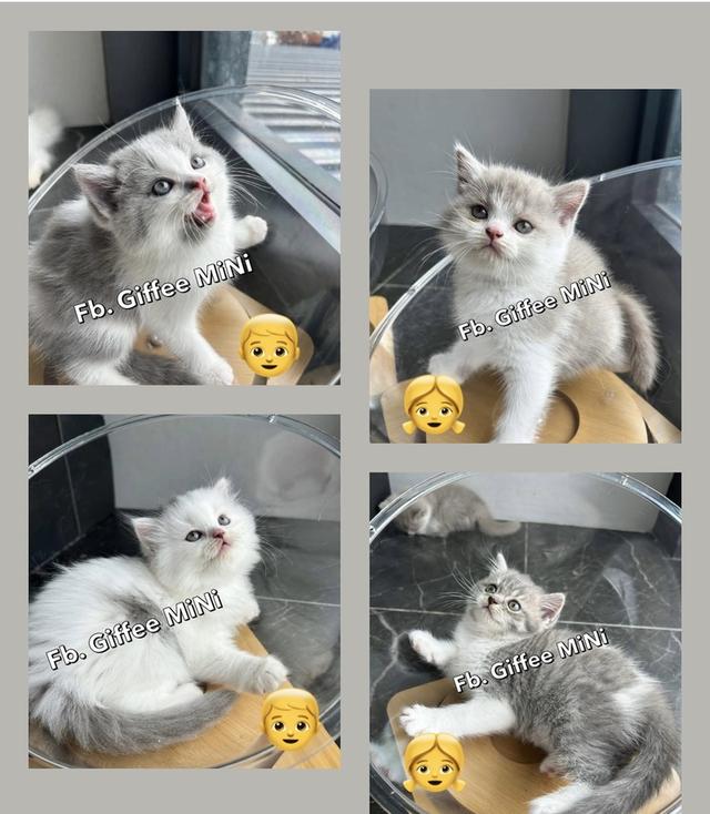 Scottish fold 