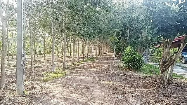 บ้านสวนพร้อมสวนยางพารา สร้างรายได้ทุกเดือน บนพื้นที่เกือบ 9 ไร่ จังหวัดระยอง ตำบลบ้านนา อำเภอแกลง จังหวัดระยอง 7