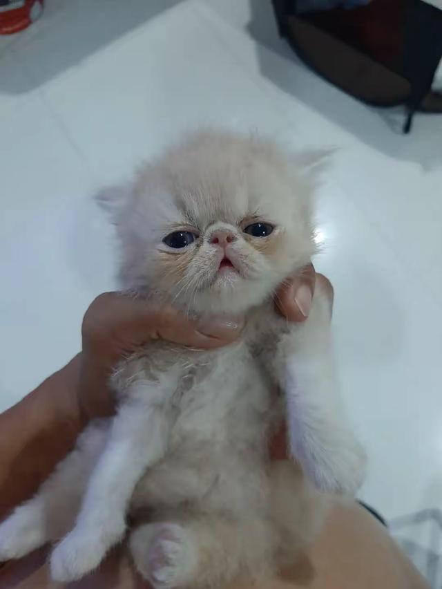 แอคโซติกขนยาว 5