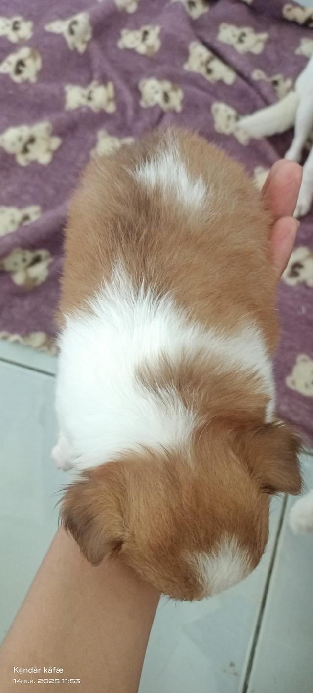 ลูกสุนัขชิวาวา