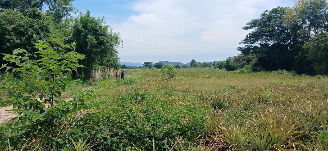 ที่ดินโฉนดครุฑแดงราคาถูกมาก23ไร่เศษ200,000 บาทต่อไร่ต่ำกว่าราคาประเมิน 1