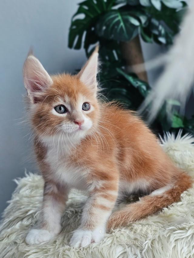 ลูกแมวเมนคูน เพศผู้ สายพันธ์แท้
