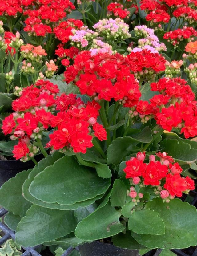 ขายกุหลาบหิน Kalanchoe Blossfeldiana Poelln สีสวยมาก 3