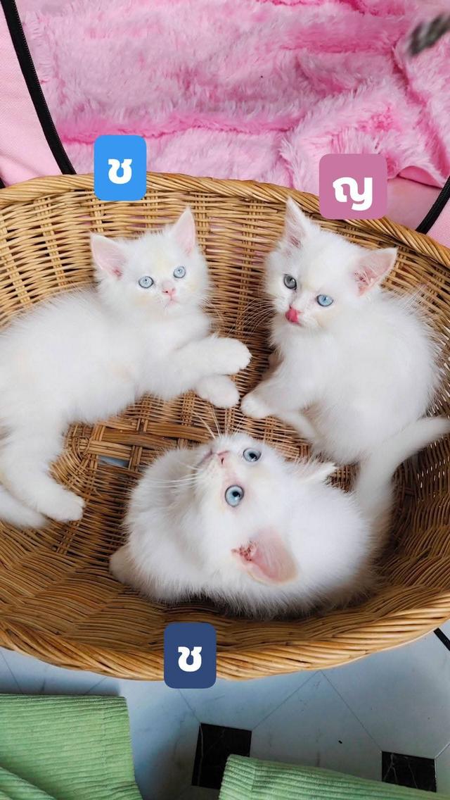 แมวเปอร์เซียแท้ตาฟ้าเพศชายสินสอด3800บ. หญิงตาสองสี5500บ.พิกัด กทม.บางแค เข้ามาดูที่ฟาร์มก่อนได้ค่ะ