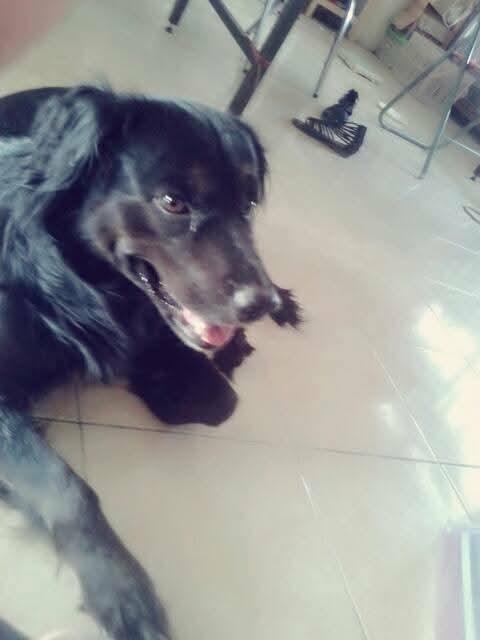 Black Golden Retriever เพศ ผู้ 2