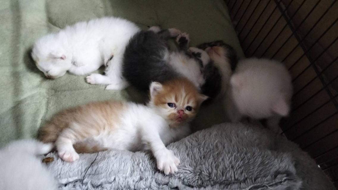 🌈เปิดจองน้องๆคลอกใหม่ ทักแชทพร้อมเปิดกล้อง รับน้องได้หลังหย่านม รูปที่ 5