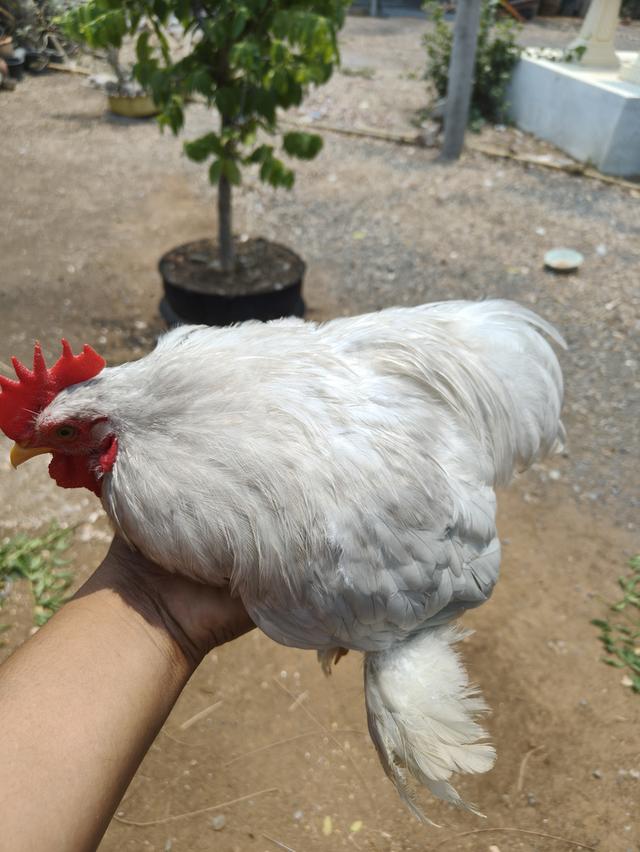 ไก่มินิโคชิน.......... รูปที่ 11