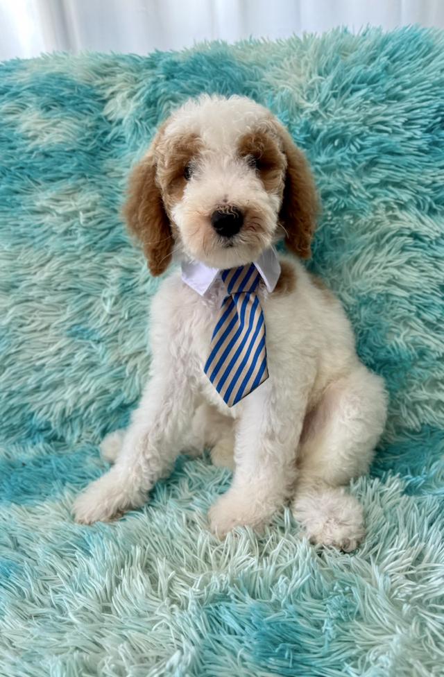 น้อง Tuxedo Poodle Standard 