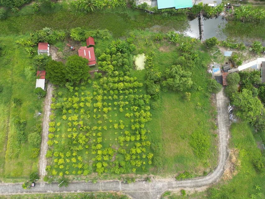 ที่ดินสวยผังสีเขียว 2 ไร่ หนองจอก กรุงเทพฯ ติดคลอง บรรยากาศดี 3