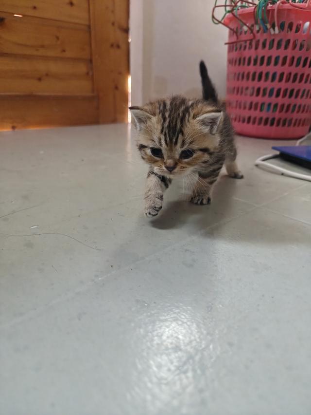 สก็อตติชโฟหลด์หูตั้ง