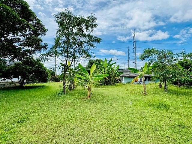 ขายที่ดิน 1-3-99.6 ไร่อยู่ใกล้นิคมสหกรณ์ท่ายาง พื้นที่สีม่วง ต.หนองชุมพล อ.เขาย้อย จ.เพชรบุรี 2