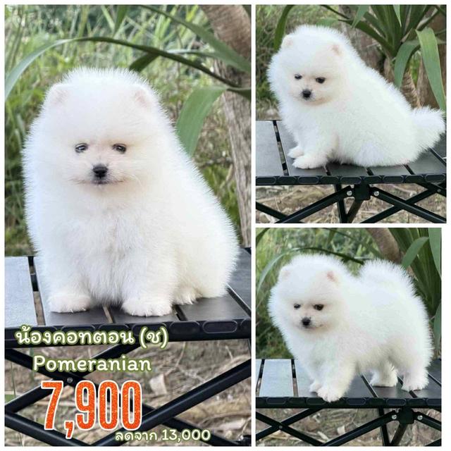 ปอมเมอเรเนียนแท้ สีขาว เพศผู้ พิกัดรามอินทรา