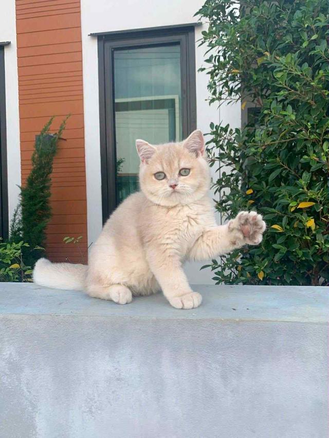 แมว บริติชช็อคแฮร์เด็กผู้ชาย 5เดือน 2