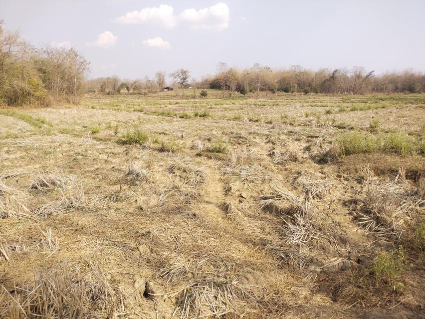 ที่ดินพร้อมสวนปลูกสร้าง 10