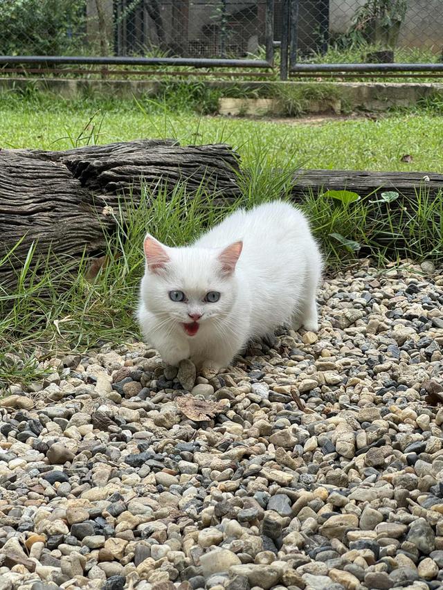 แมวมันช์กิ้น