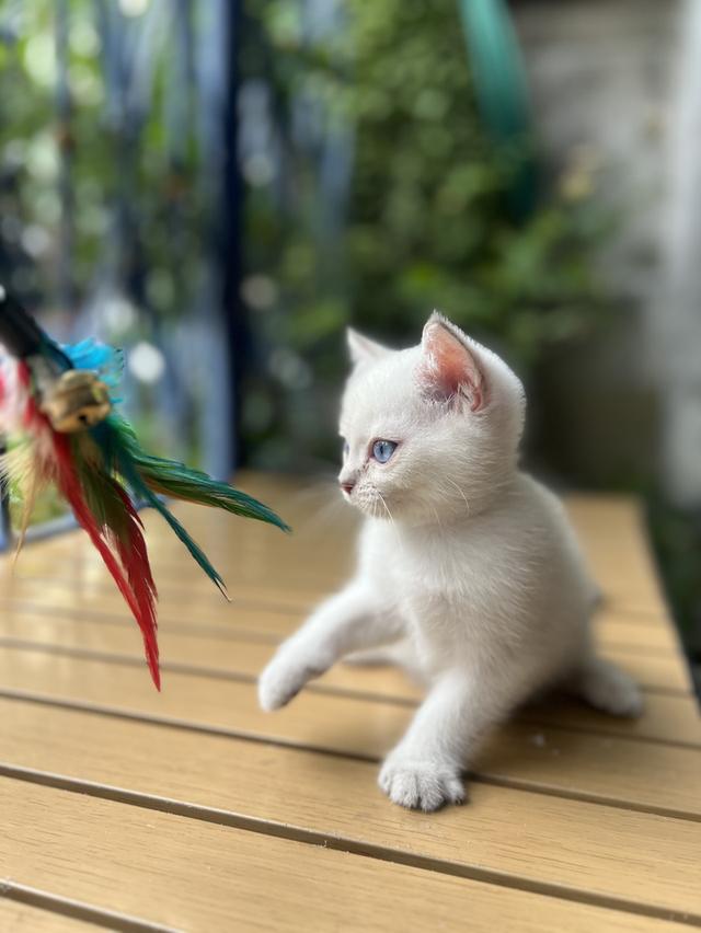 แมวพันธ์ บริติช สี point รูปที่ 1