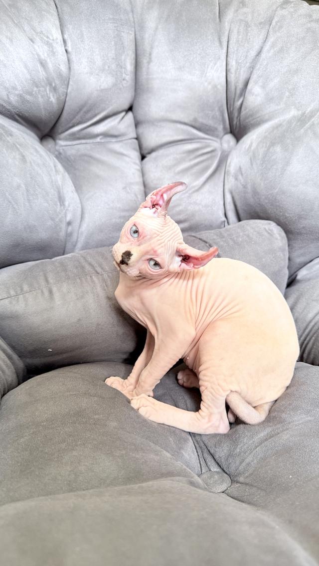 ลูกแมว สฟิงซ์ เพศเมีย Sphynx cat รูปที่ 7