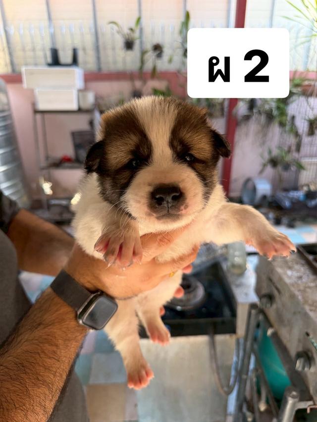 บางแก้วแท้ พ่อแม่สายประกวด เชื้อดี รู้ความสุดๆ #พร้อมใบเพ็ดชมรมบางแก้วประเทศไทย TBC สนใจทักได้ครับ 6