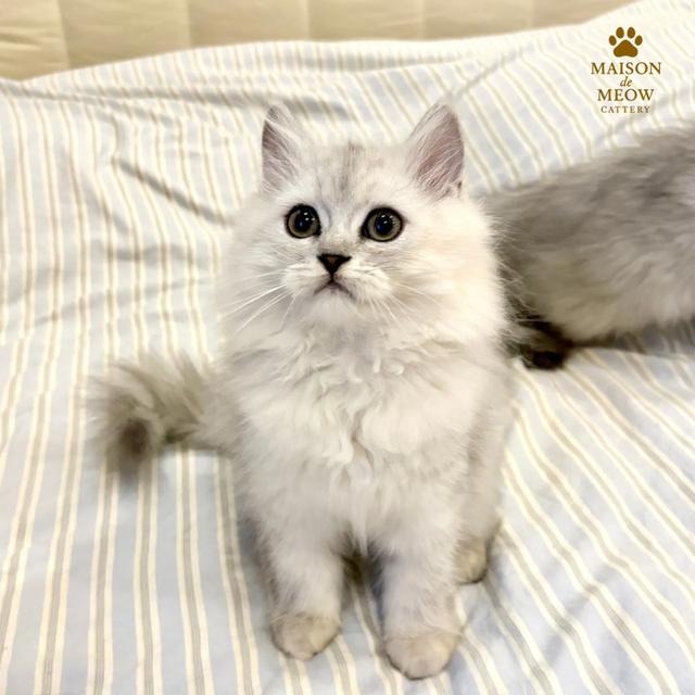 ❌🏠 ได้บ้านแล้ว เปอร์เซีย ซิลเวอร์ชินชิล่า