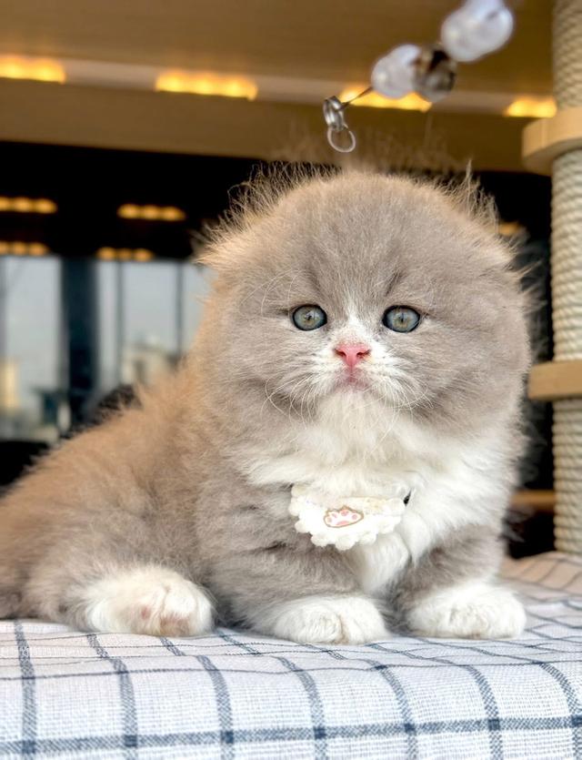 แมวมันช์กิ้น ขาสั้นรวมเลือกได้เลยค่ะ รูปที่ 8