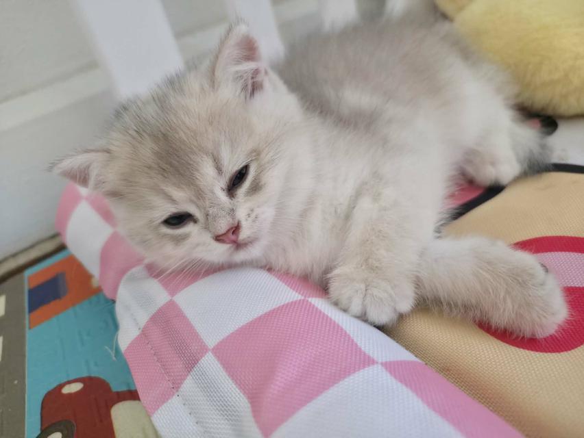 น้องแมวบริติช ช็อตแฮร์ รูปที่ 2