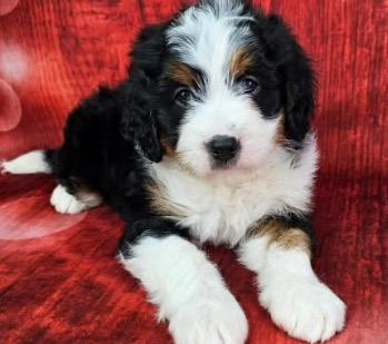 ลูกสุนัข Bernese Mountain Dog หาผู้ปกครอง 2