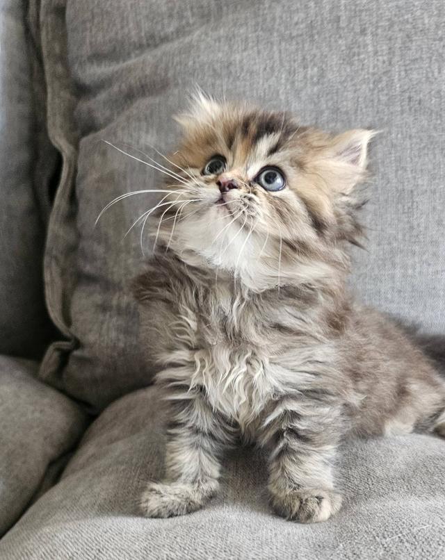 สก็อตติชโฟลด์ ฟูฟูจัง 7