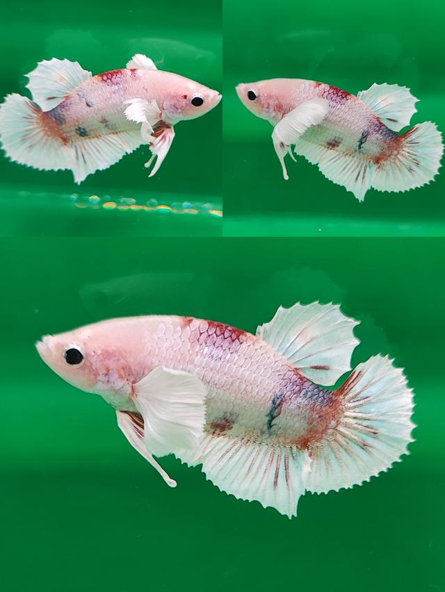 ปลากัดหูช้างแฟนซีและอื่นๆ