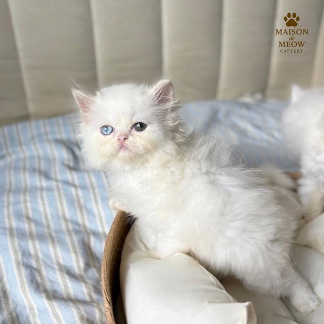 เปอร์เซียแท้ พร้อมย้าย 14/9 9