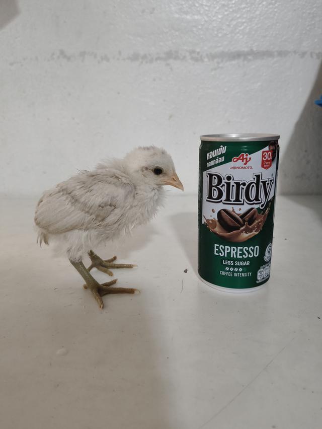 ไก่ชนแคระ