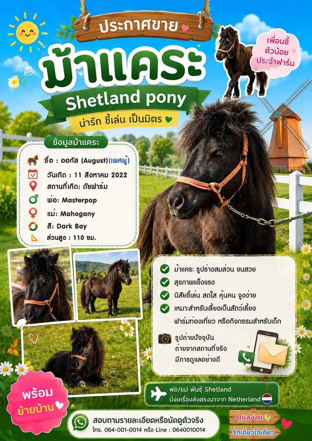 ม้าแคระ Shetland Pony