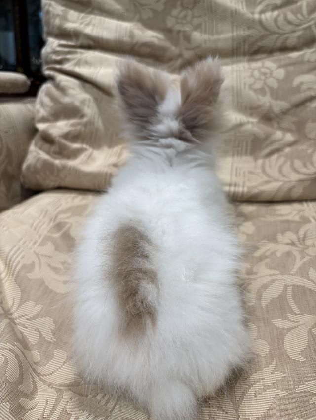 Teddy Bear Rabbit 6