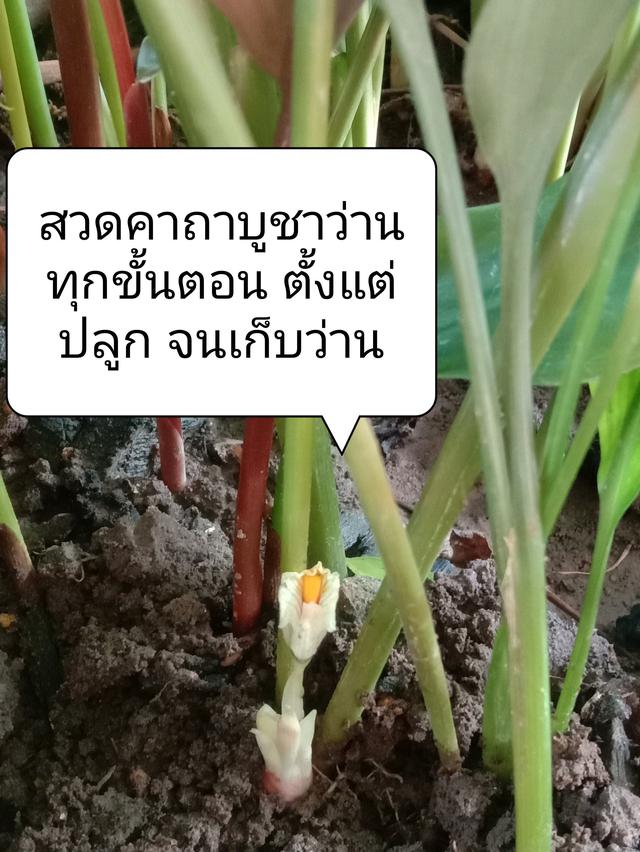 น้ำมันมหาเสน่ห์ ว่านดอกทอง ว่านราคะ ตัวผู้ ตัวเมีย 6
