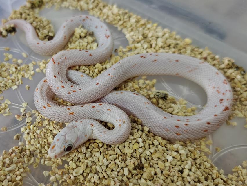 งู Cornsnake Kingsnake