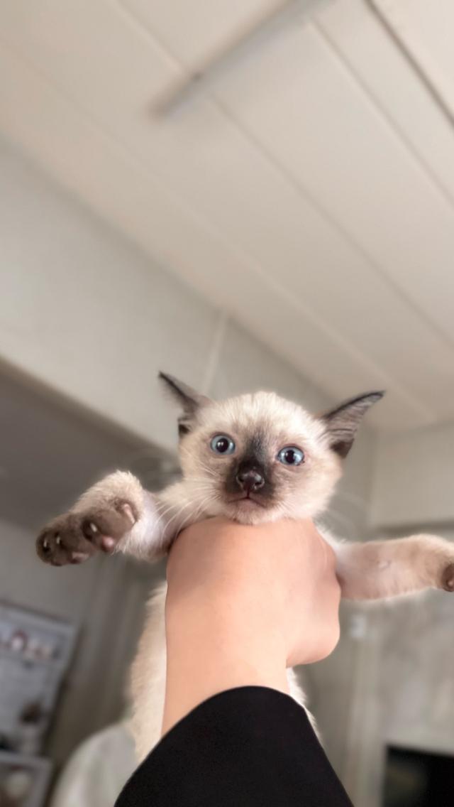 หาบ้านให้ลูกสาววิเชียรมาศ น้องสวย😇มีค่าสินสอดนะคะ รูปที่ 3