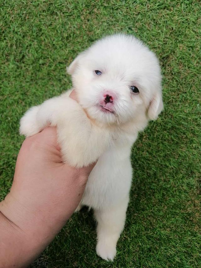 ชิสุพุดเดิ้ล หญิง น่ารัก พร้อมย้าย 2